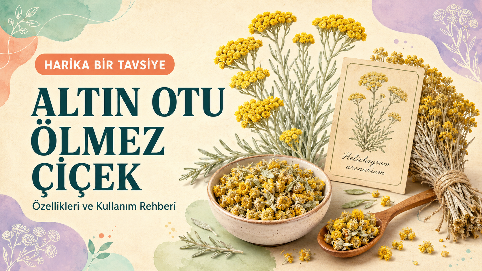 Altın Otu (Ölmez Çiçek): Kullanımı ve Uyarılar