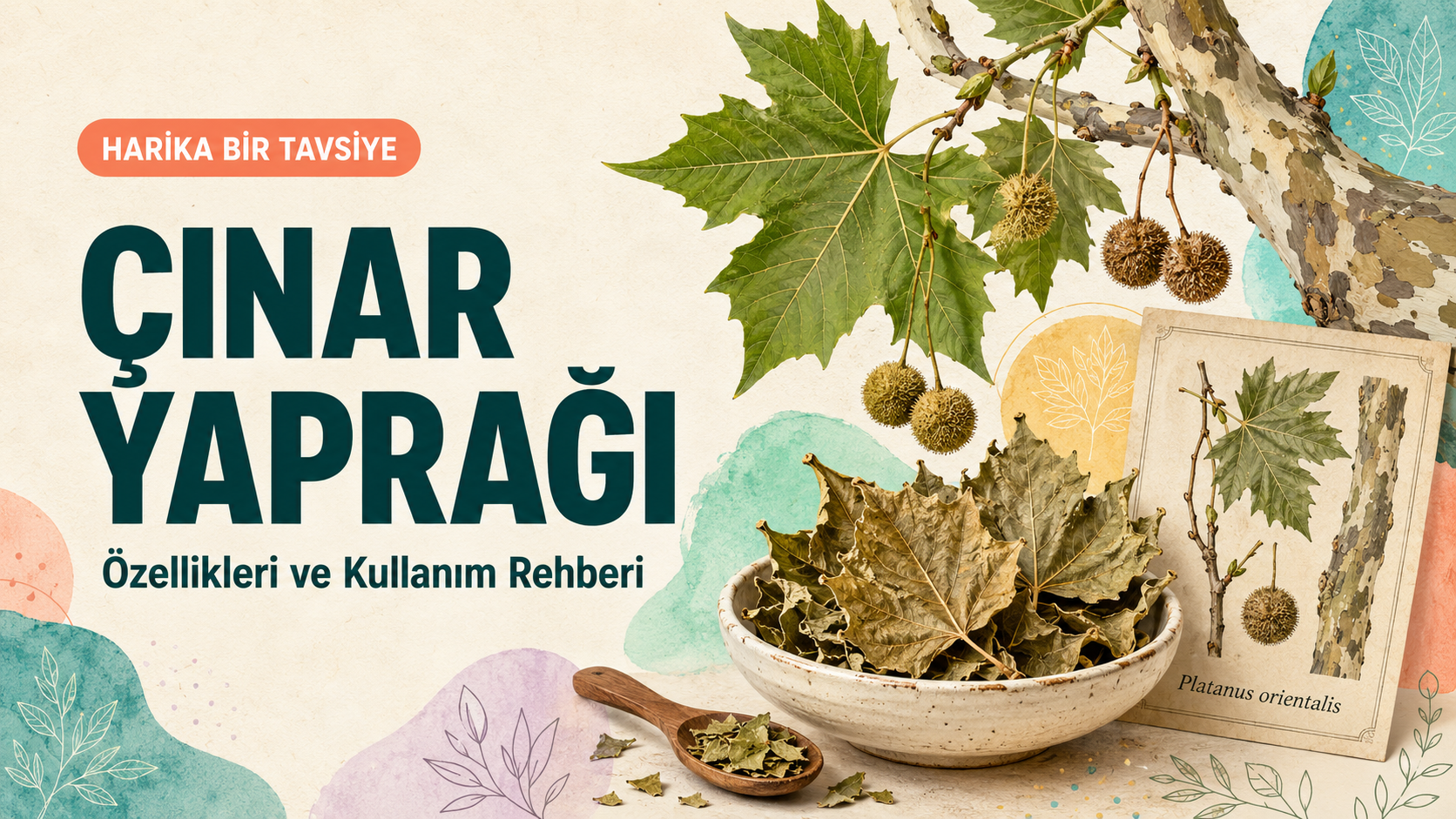 Çınar Yaprağı Nedir? Kullanımı ve Güvenlik Rehberi